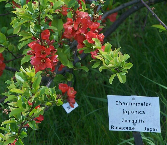Datei:1038px-ChaenomelesJaponica.jpg