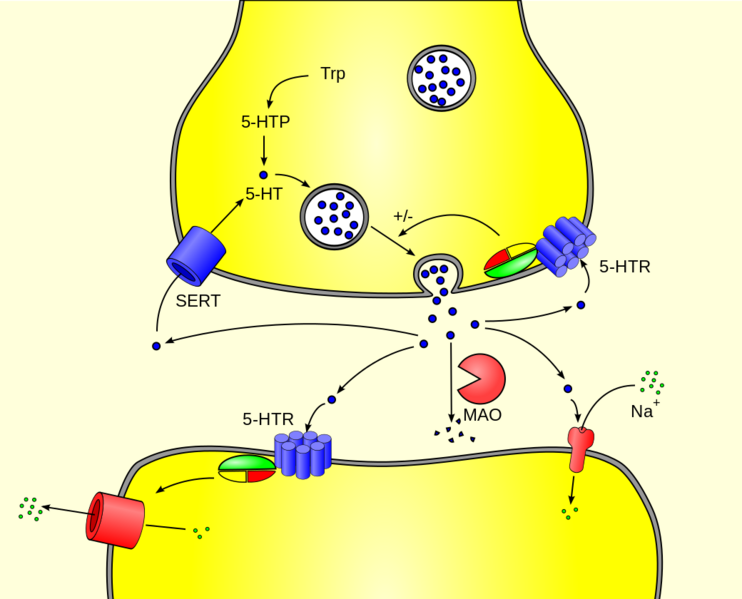 Datei:1040px-5-HT Neuron.svg.png