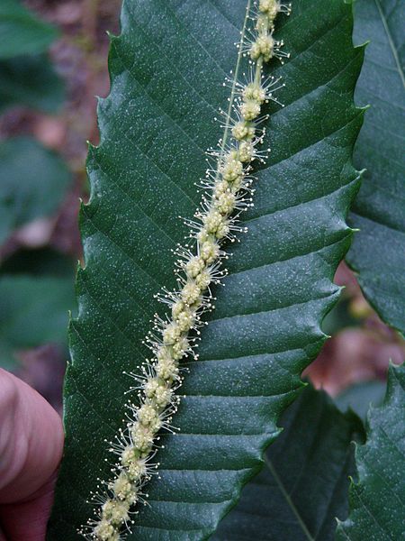 Datei:Castanea sativa inflorescence.jpg