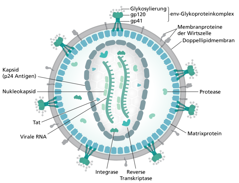 Datei:1024px-HI-virion-structure de.svg.png