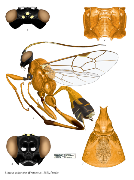 Datei:Linycus exhortator.png