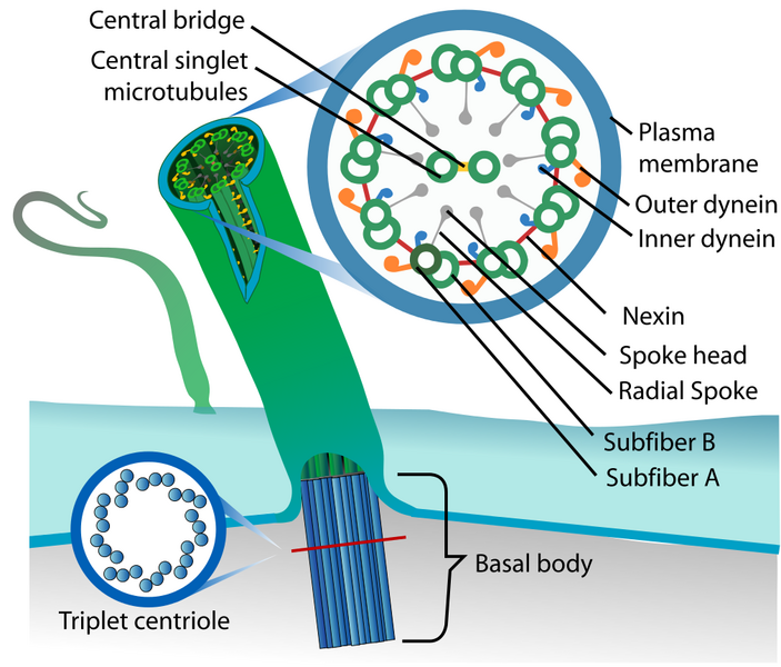 Datei:1010px-Eukaryotic cilium diagram en.svg.png