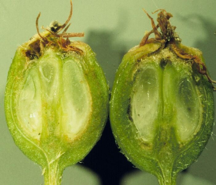 Datei:1053px-Sorbus scopulina (5087438059).jpg