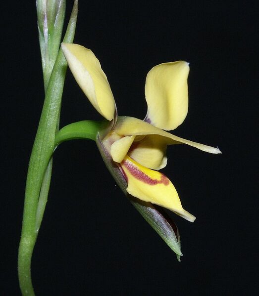 Datei:785px-Diuris drummondii 280403.jpg