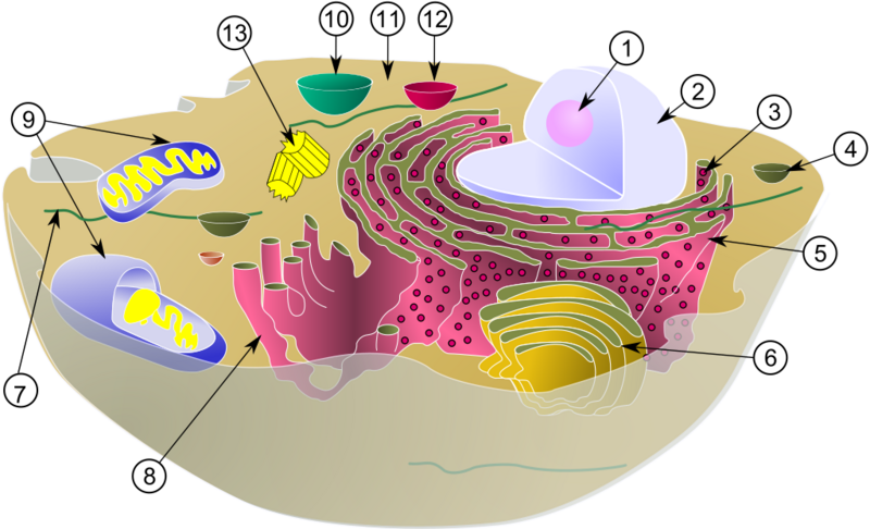 Datei:1024px-Biological cell.svg.png