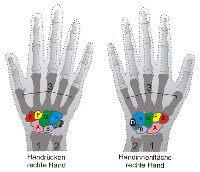 Datei:1041px-Handgelenk Schema.png