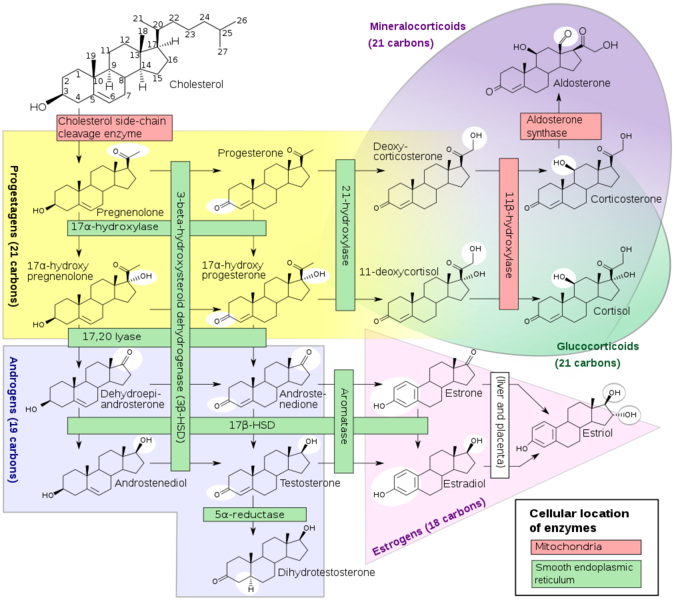 Datei:1014px-Steroidogenesis.svg.png