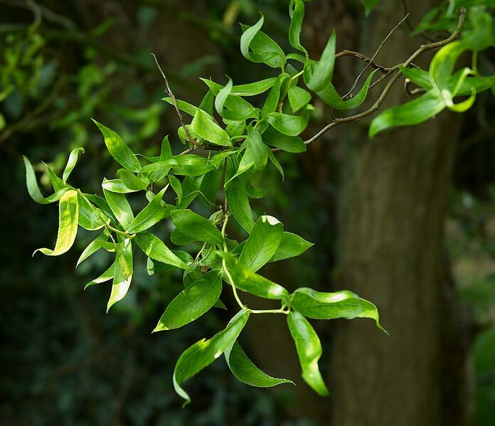 Datei:1044px-Salix matsudana B.jpg