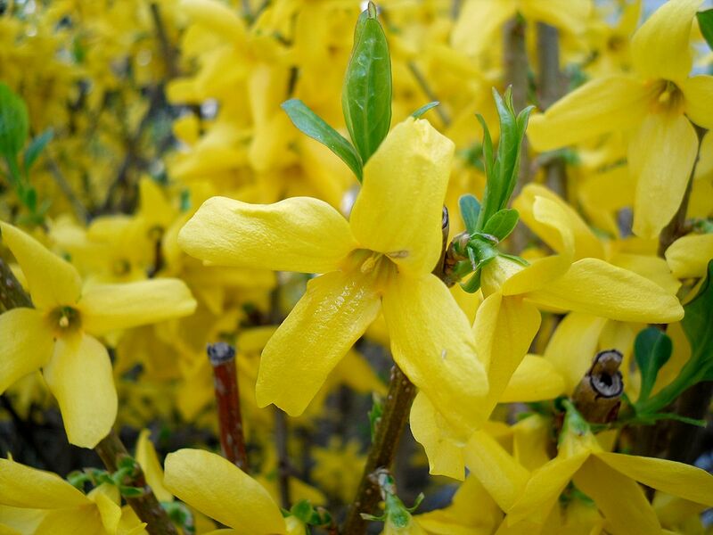 Datei:1200px-Forsythia flower.JPG