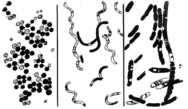 bakterien-anthrowiki