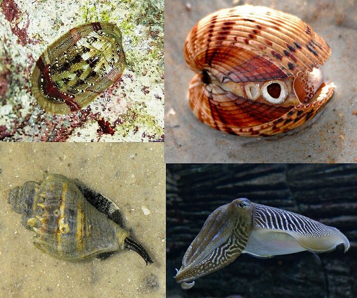 Datei:1076px-Mollusca diversity.jpg