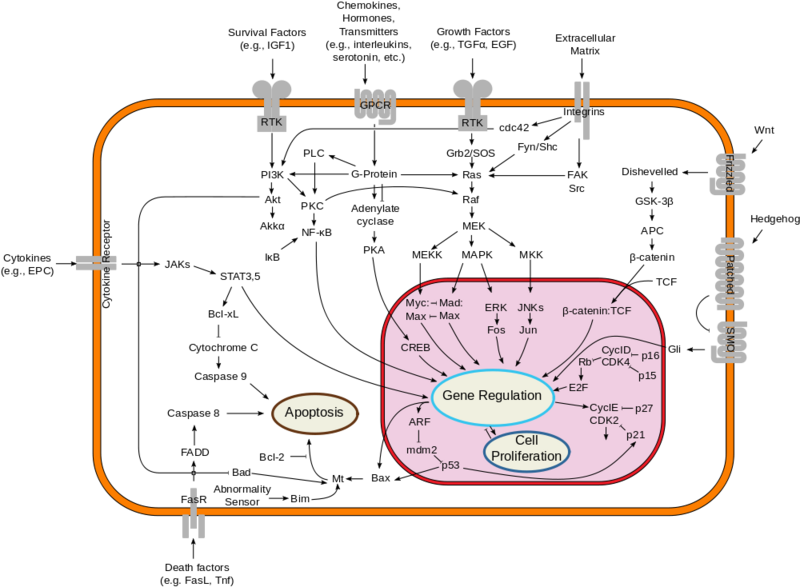 Datei:1000px-Signal transduction pathways.svg.png