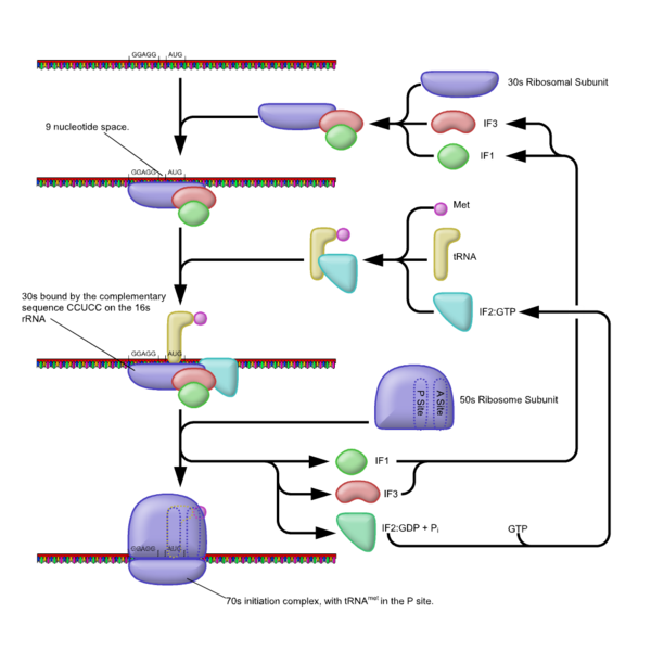 Translation (Biologie) – AnthroWiki