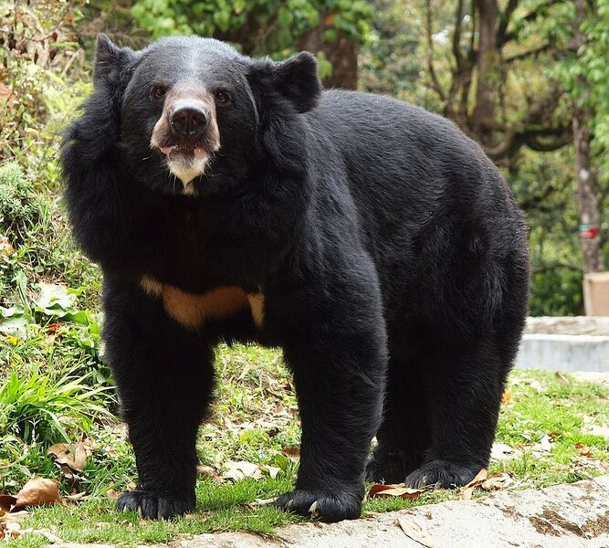Datei:1001px-Black bear, Darjeeling zoo.jpg