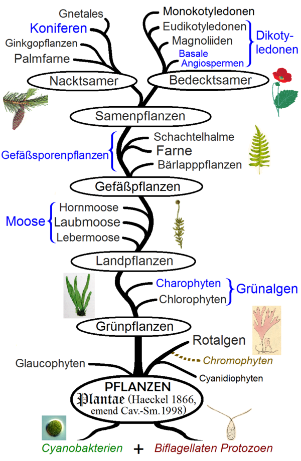 pflanzen-anthrowiki