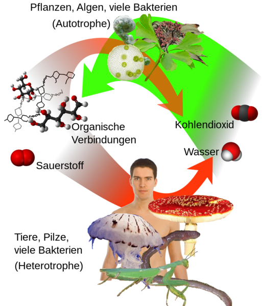 Datei:1030px-Auto-und heterotrophe.svg.png