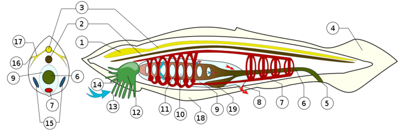 Datei:1000px-BranchiostomaLanceolatum PioM.svg.png