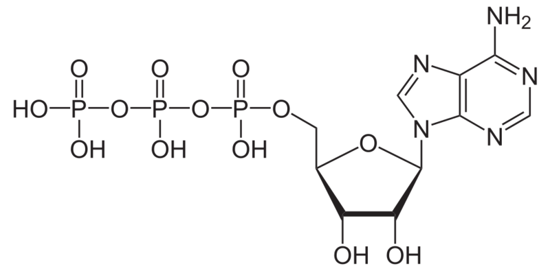 Datei:1026px-Adenosintriphosphat protoniert.svg.png