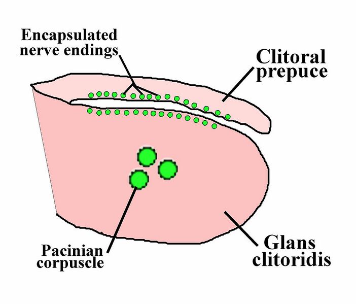 Datei:1053px-Clitoral Receptor Locations.JPG