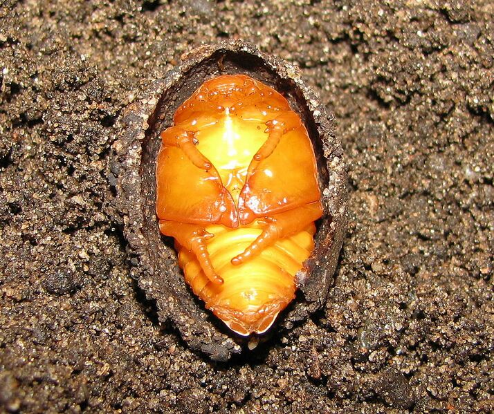 Datei:1071px-Pachnoda sinuatus Puppe.JPG