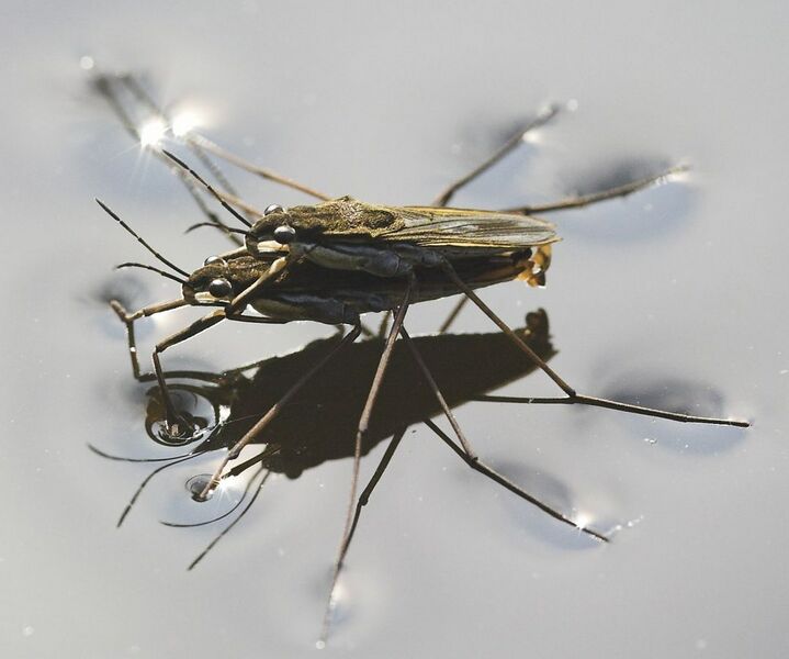 Datei:1078px-Wasserläufer bei der Paarung crop.jpg