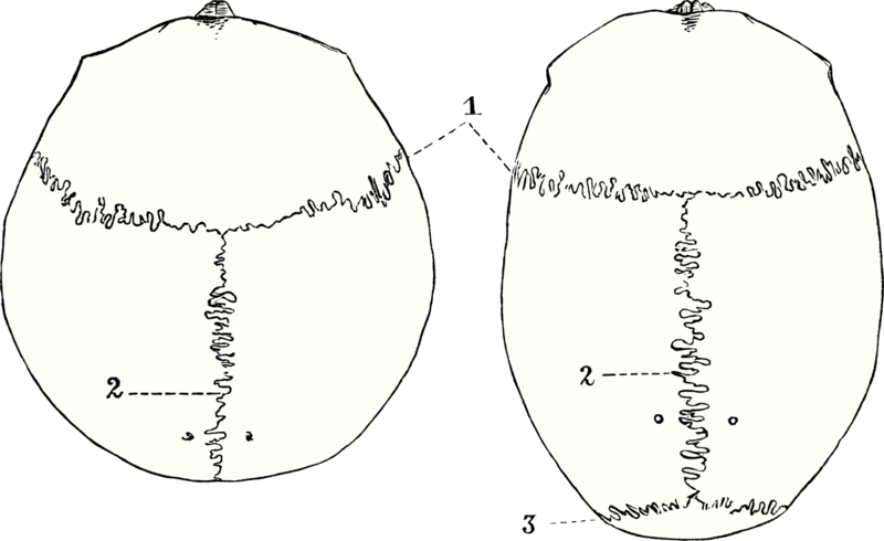 Datei:1599px-Kort-lang-skalle.gif