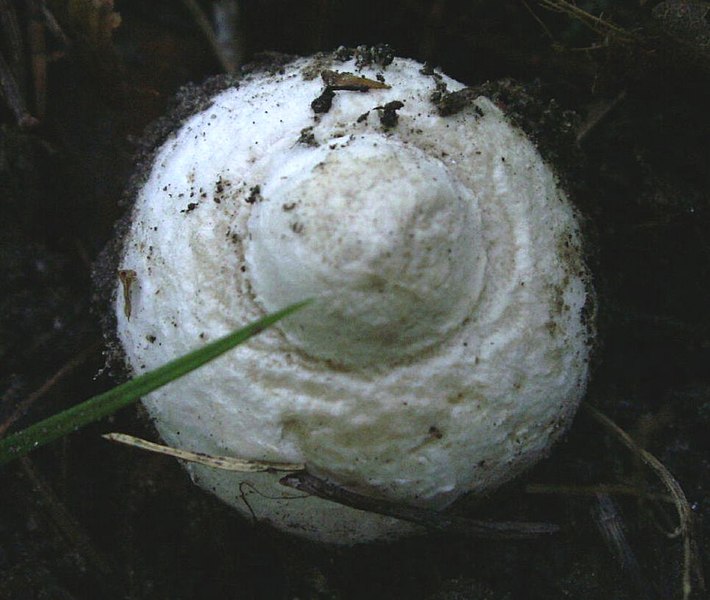 Datei:Fliegenpilz jung.jpg