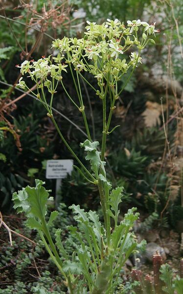 Datei:600px-Pelargonium klinghardtense.jpg