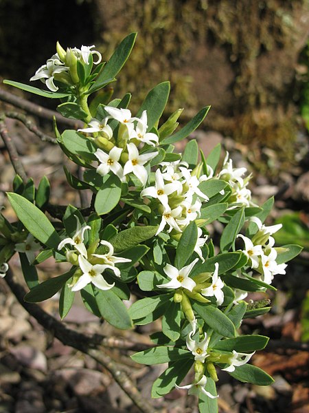 Datei:Daphne gnidioides, RBGE 2010, 2.jpg