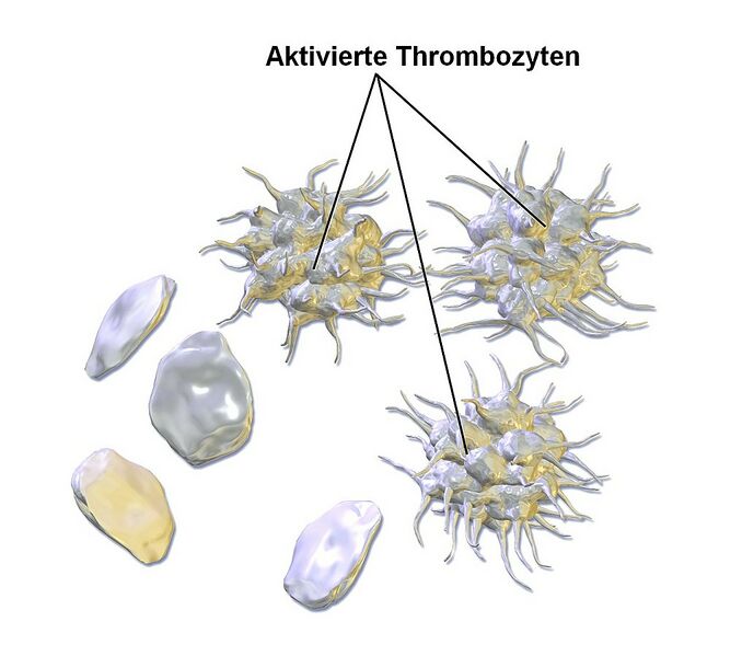 Datei:1017px-Blausen 0740 Platelets-de.jpg