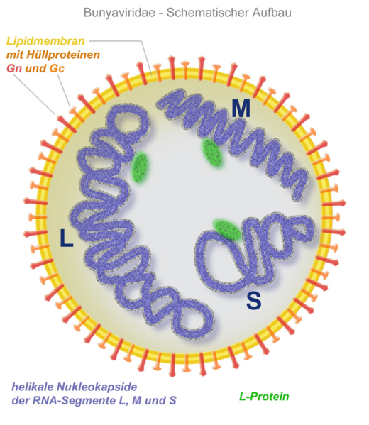 Datei:1039px-Bunyaviridae-Schema.png