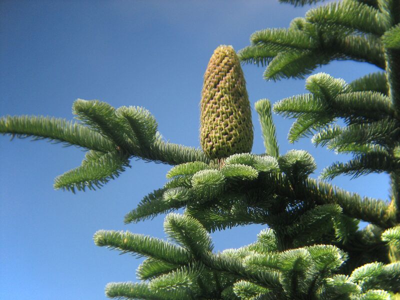 Datei:1600px-Abies procera cone.jpg