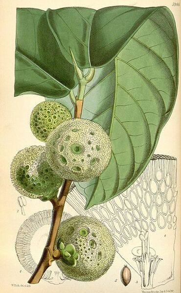 Datei:450px-Treculia africana.jpg