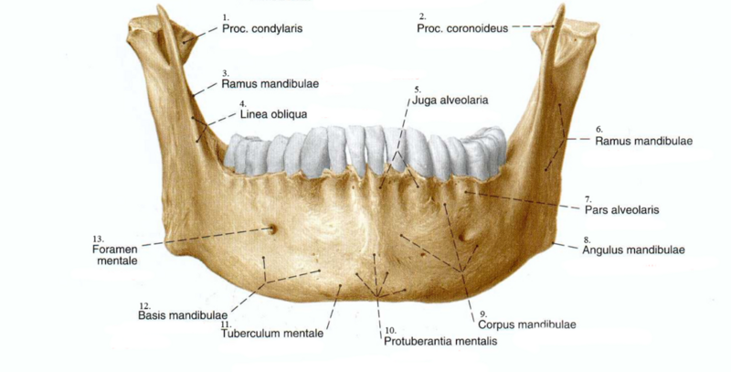 Datei:1050px-Unterkiefer Anatomie.png