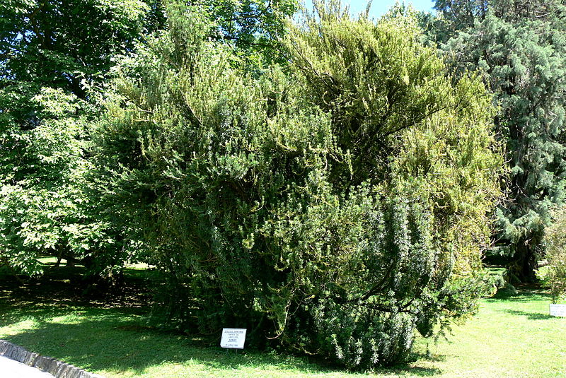 Datei:Villa Taranto - Cephalotaxus Adenauer.jpg