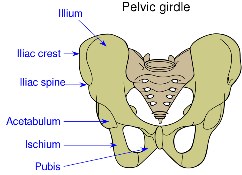 Datei:1024px-Pelvic girdle illustration.svg.png
