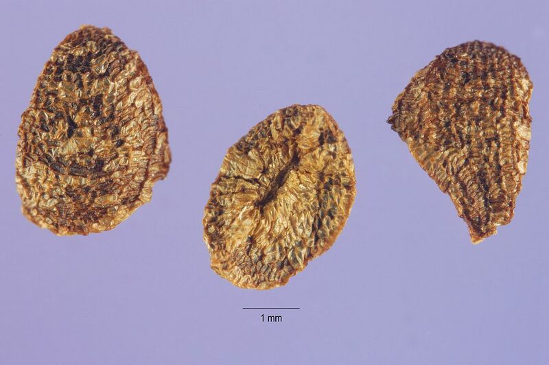 Datei:1200px-Cestrum nocturnum seed.jpg