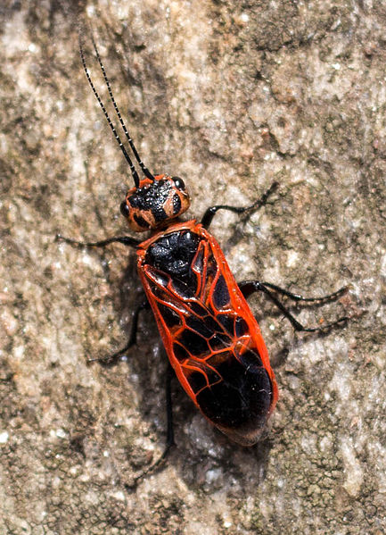Datei:Caenolyda reticulata Styria.jpg