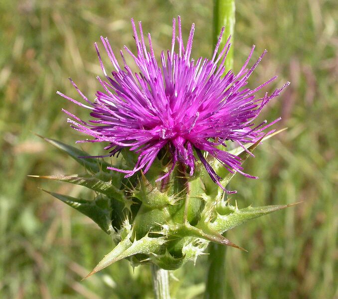 Datei:1016px-Silybum marianum 2003-04-07.jpg