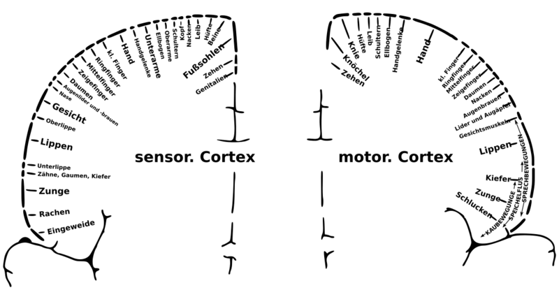 Datei:1200px-Homunculus-de.svg.png