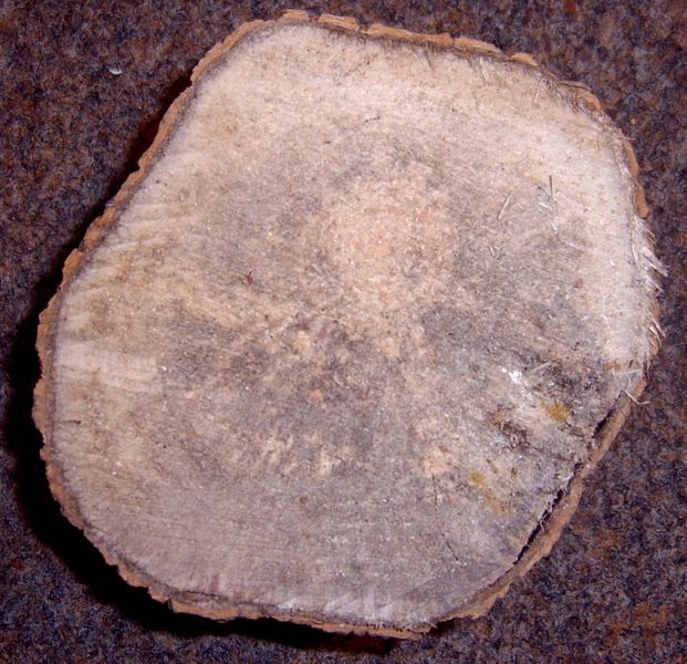 Datei:Populus tremula crosssection.jpg