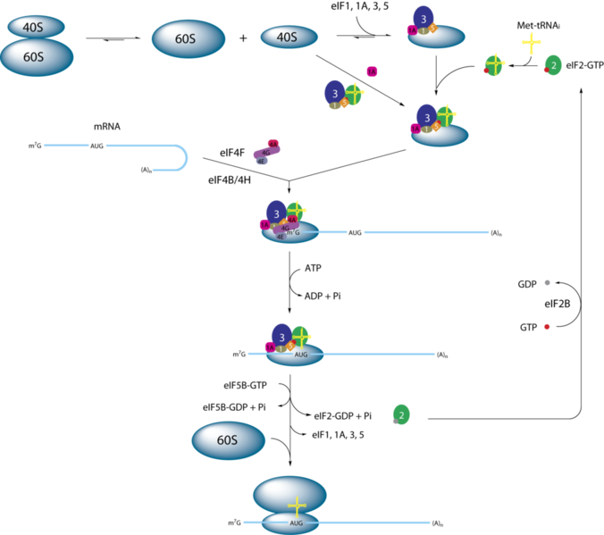 Datei:1014px-Eukaryotic initiation.png