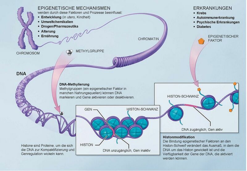 Datei:1024px-Epigenetische Mechanismen.jpg