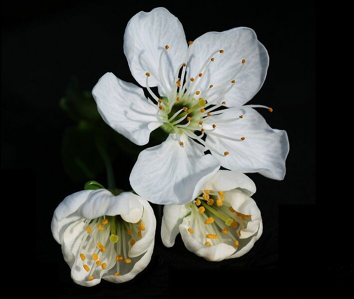 Datei:1065px-Prunus cerasus blossom 1.jpg