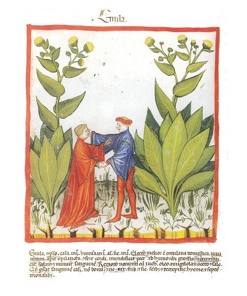 Datei:1003px-Inula Ibn Butlan.jpg