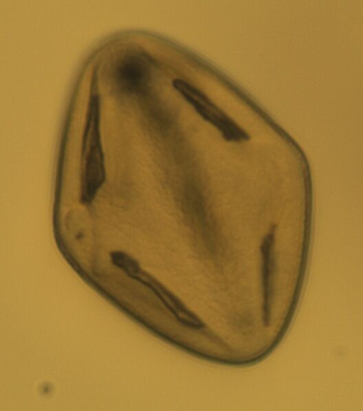 Datei:1055px-Camellia japonica Pollen 400x.jpg