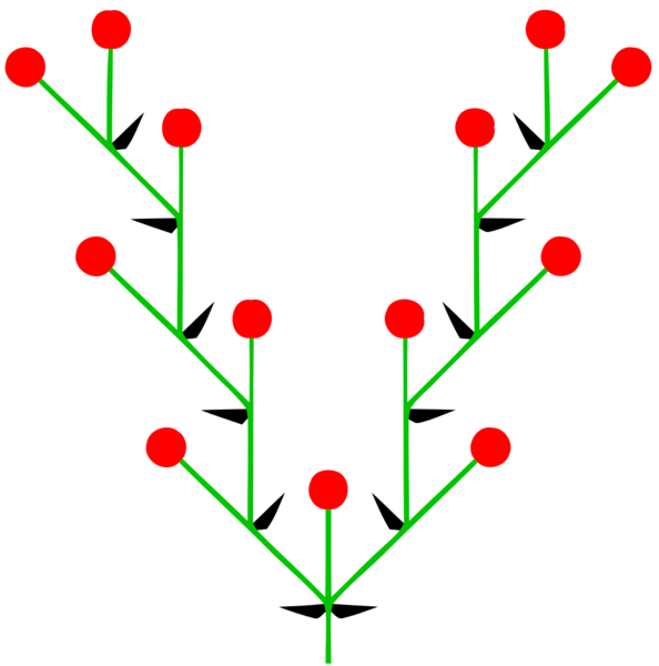 Datei:1026px-Doppelwickel (inflorescence).svg.png