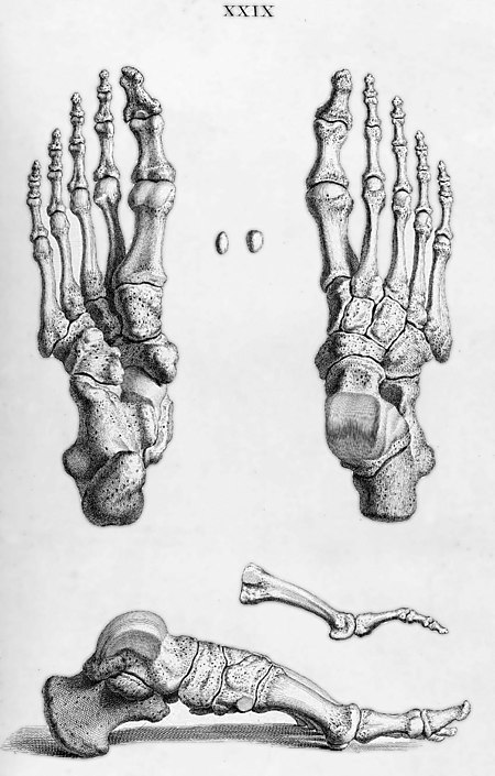 Knochen des Menschen – AnthroWiki