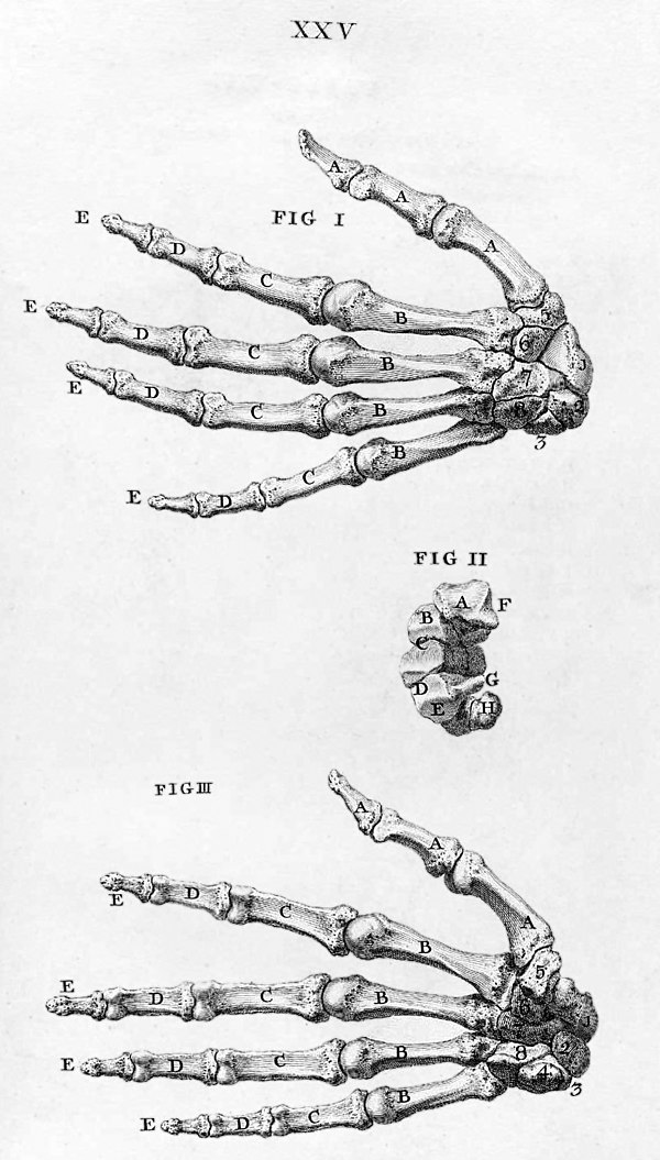 Knochen des Menschen – AnthroWiki