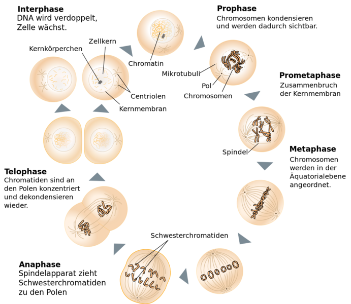 Datei:1037px-Schemazeichnung Mitose.svg.png